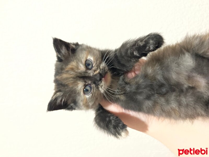 British Shorthair, Kedi  British shorthair fotoğrafı