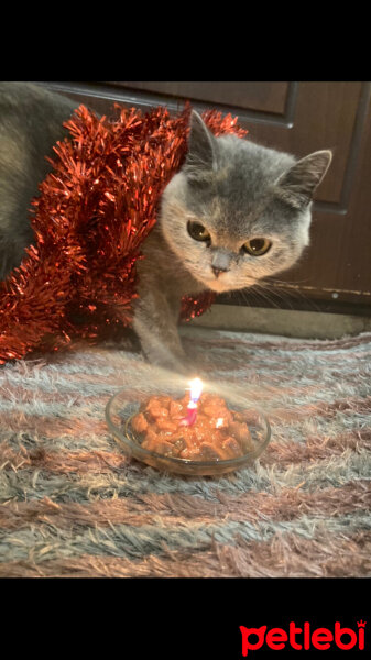 British Shorthair, Kedi  British shorthair fotoğrafı