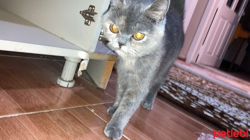 British Shorthair, Kedi  British shorthair fotoğrafı