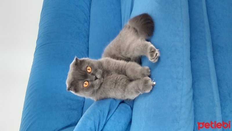 Scottish Fold, Kedi  Şila fotoğrafı