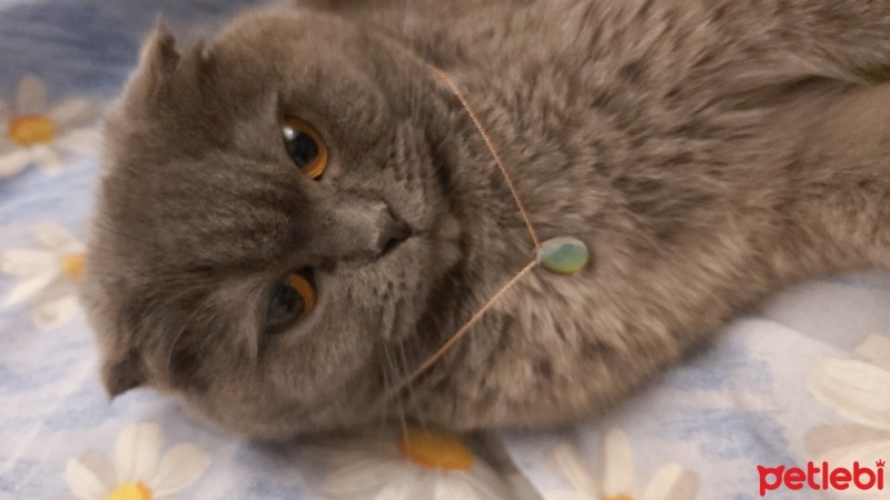 Scottish Fold, Kedi  Şila fotoğrafı