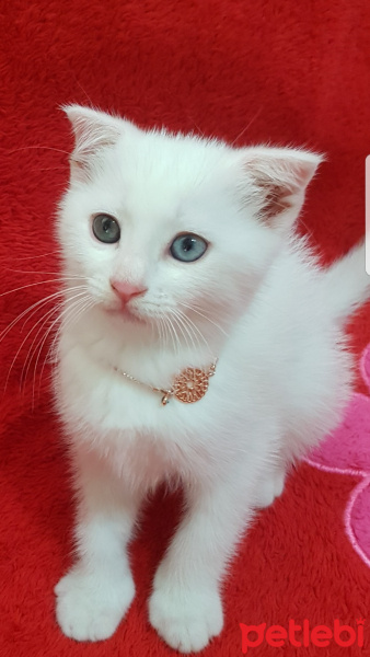 Scottish Fold, Kedi  pamuk fotoğrafı