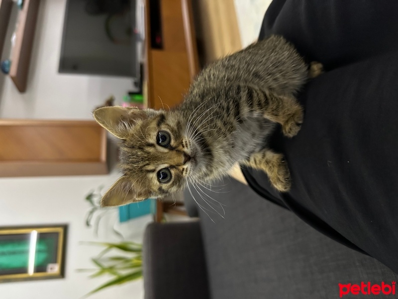 Tekir Kedi, Kedi  Fındık fotoğrafı