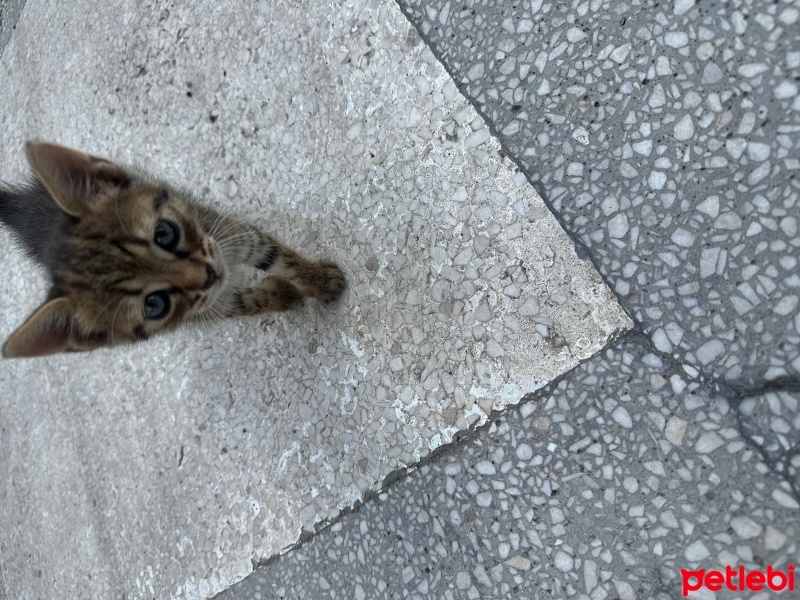 Tekir Kedi, Kedi  Fındık fotoğrafı