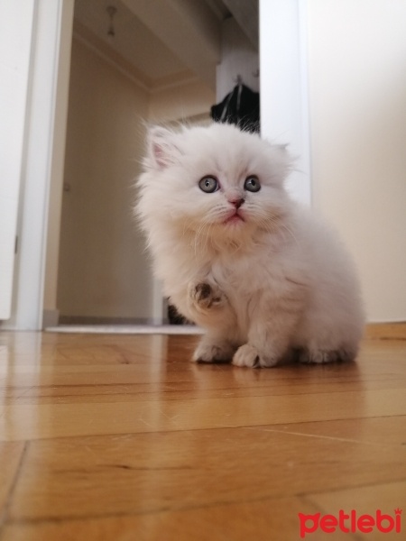 British Longhair, Kedi  Çilek fotoğrafı
