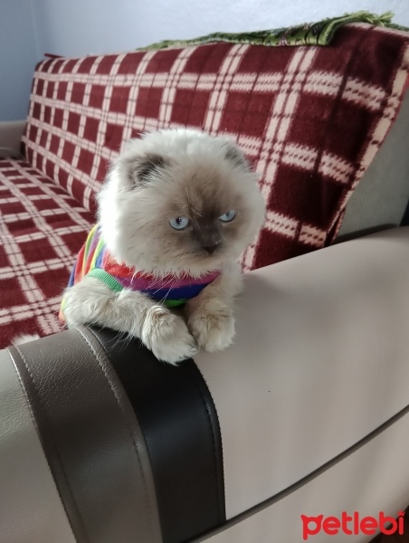 British Shorthair, Kedi  Duman fotoğrafı