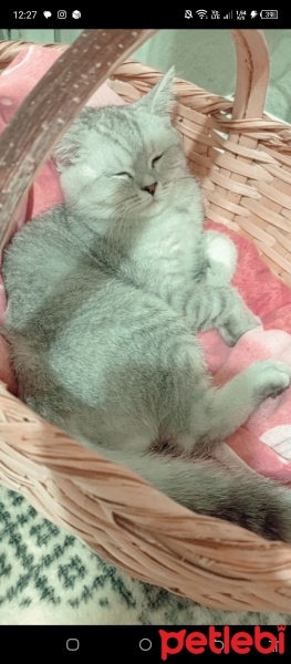 British Shorthair, Kedi  Miya fotoğrafı