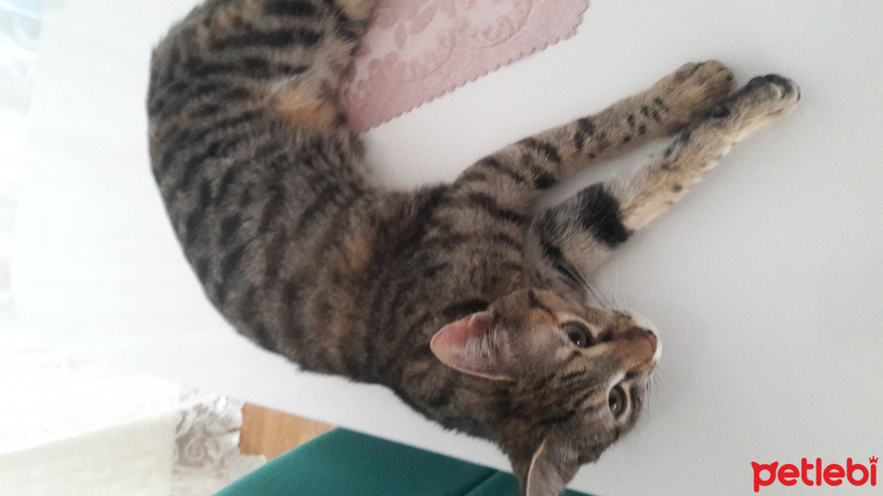Tekir Kedi, Kedi  Mia fotoğrafı