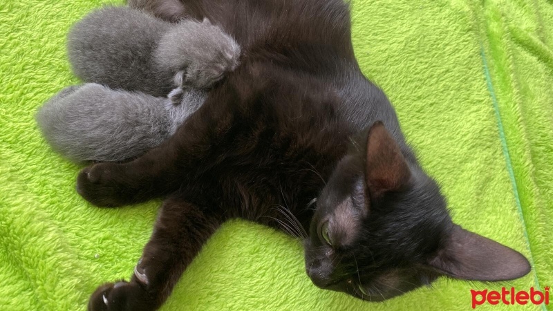Tekir Kedi, Kedi  gecesu fotoğrafı