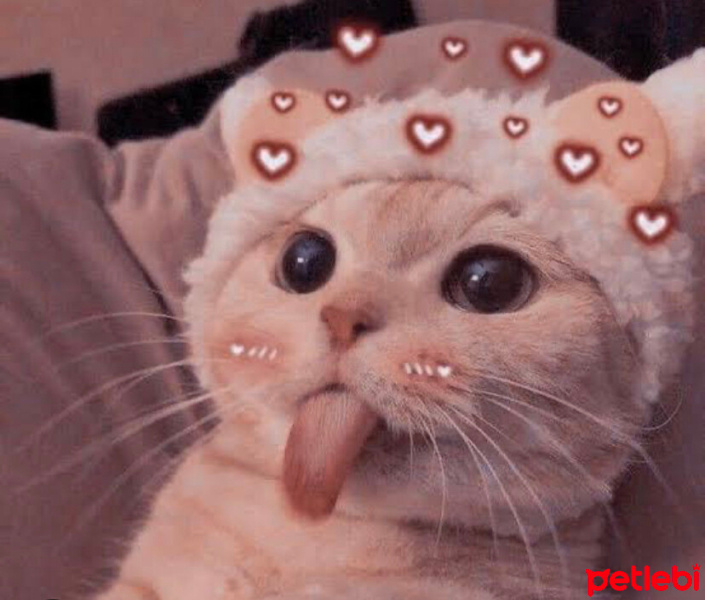 Tekir Kedi, Kedi  Duman fotoğrafı