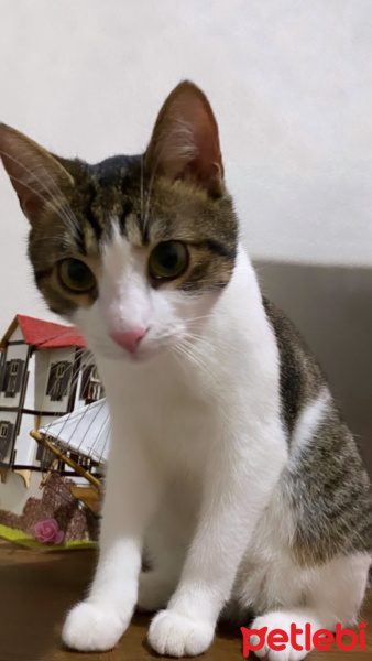 Tekir Kedi, Kedi  Minnoş fotoğrafı