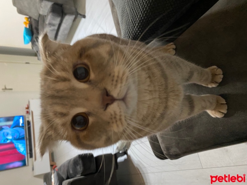 Scottish Fold, Kedi  Carlos fotoğrafı