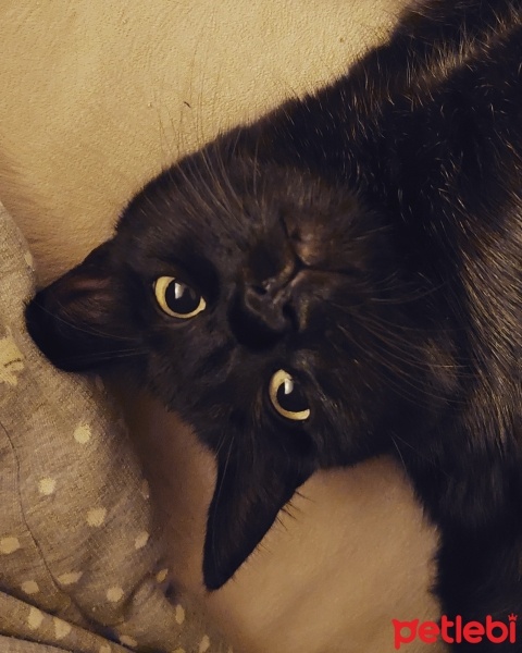 Bombay, Kedi  Sofia fotoğrafı