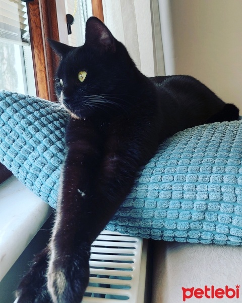 Bombay, Kedi  Inci fotoğrafı
