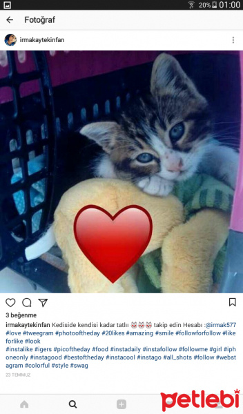 Tekir Kedi, Kedi  Mia fotoğrafı