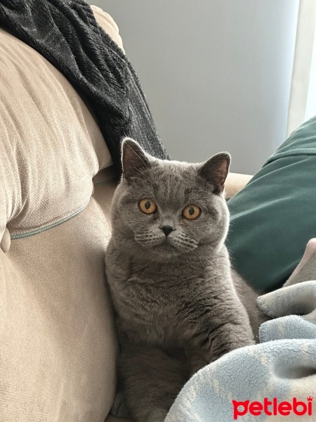 British Shorthair, Kedi  HERA fotoğrafı