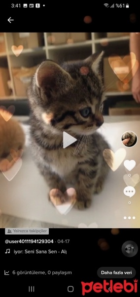 Tekir Kedi, Kedi  Pamuk fotoğrafı