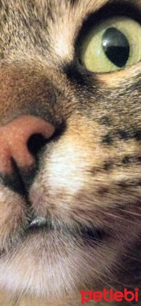 Tekir Kedi, Kedi  Pamuk fotoğrafı