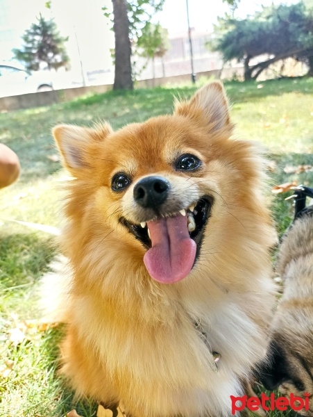 Pomeranyalı, Köpek  Çakır fotoğrafı