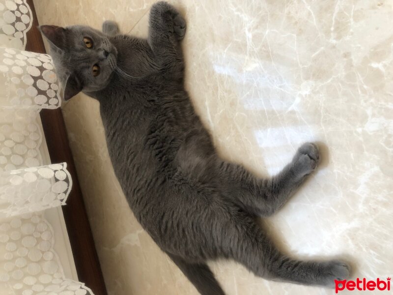 Scottish Fold, Kedi  Maviş fotoğrafı