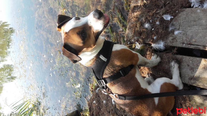 Jack Russell Terrier, Köpek  Paşa  fotoğrafı