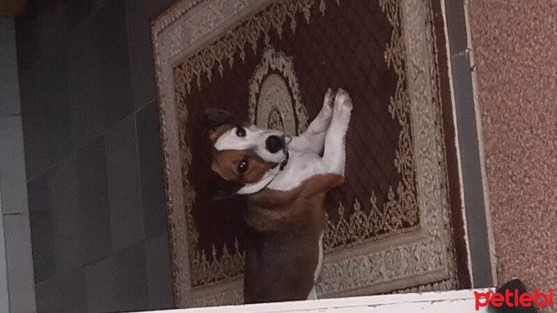 Jack Russell Terrier, Köpek  Paşa  fotoğrafı