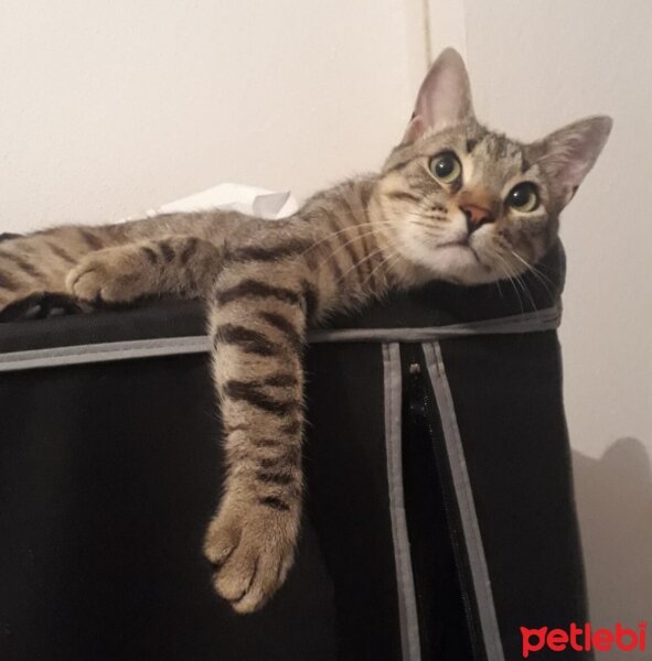 Tekir Kedi, Kedi  Memati fotoğrafı