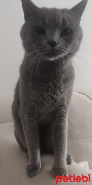 British Shorthair, Kedi  Hagrid fotoğrafı