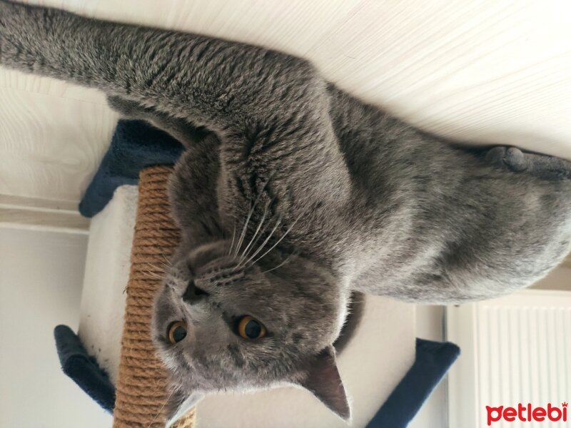 British Shorthair, Kedi  Hagrid fotoğrafı