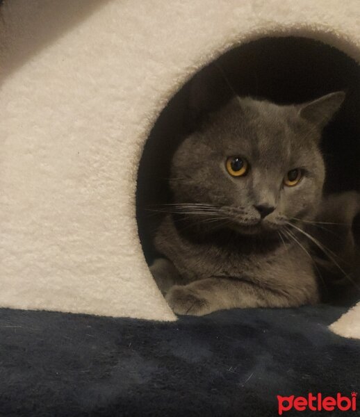 British Shorthair, Kedi  Hagrid fotoğrafı