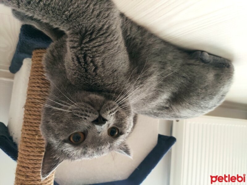 British Shorthair, Kedi  Hagrid fotoğrafı