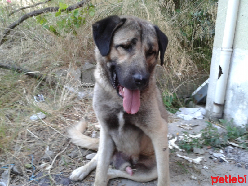 Kangal, Köpek  çomar fotoğrafı