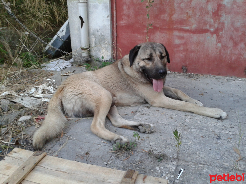 Kangal, Köpek  çomar fotoğrafı