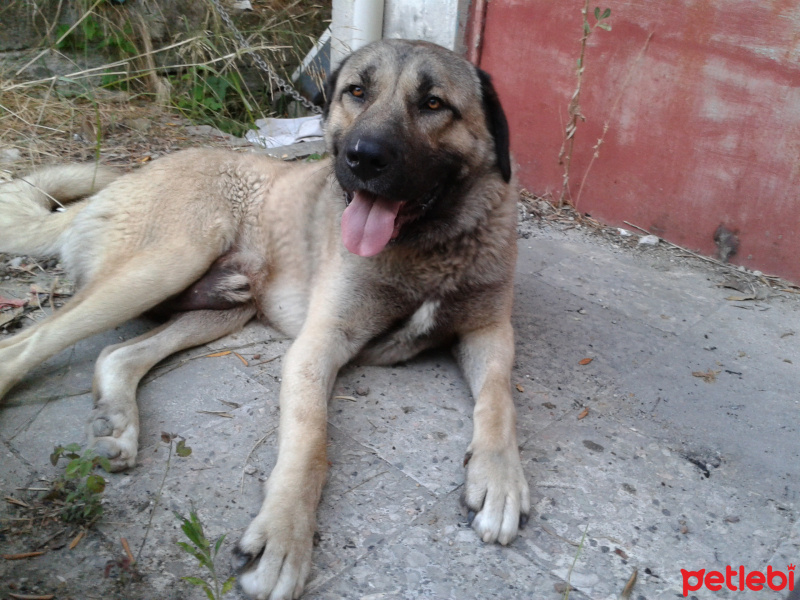 Kangal, Köpek  çomar fotoğrafı