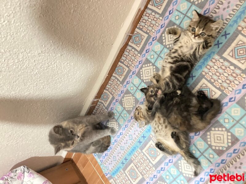 British Shorthair, Kedi  Toplu kedi fotoğrafı