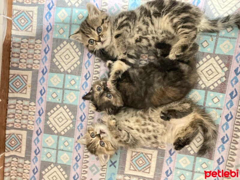 British Shorthair, Kedi  Toplu kedi fotoğrafı