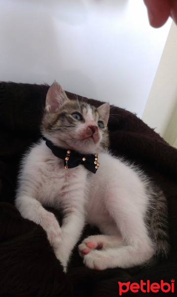 Abyssinian, Kedi  Pati fotoğrafı