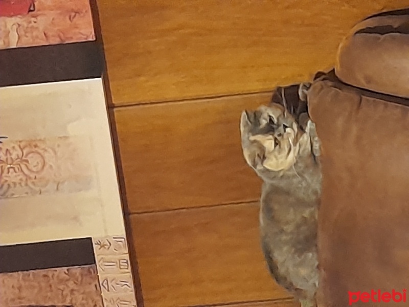 Scottish Fold, Kedi  Şeker fotoğrafı