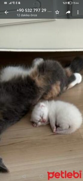 British Longhair, Kedi  Mira fotoğrafı