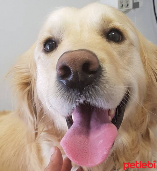 Golden Retriever, Köpek  Efe fotoğrafı