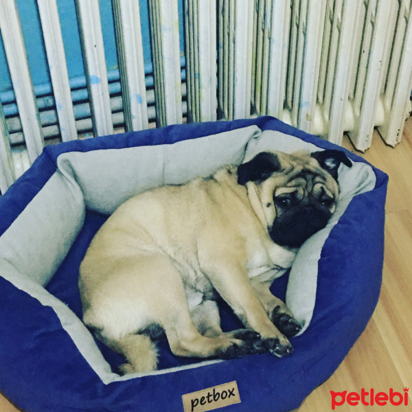 Pug, Köpek  Muhtar fotoğrafı