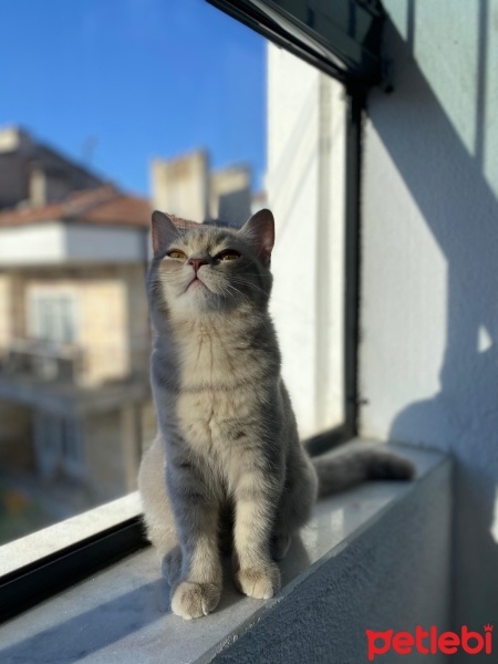 British Shorthair, Kedi  Bihter fotoğrafı