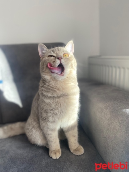 British Shorthair, Kedi  Bihter fotoğrafı