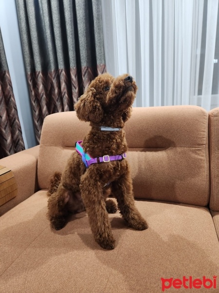 Poodle(Standart Kaniş), Köpek  Roxy fotoğrafı