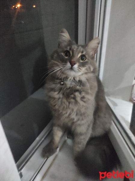 Tekir Kedi, Kedi  Gümüş fotoğrafı