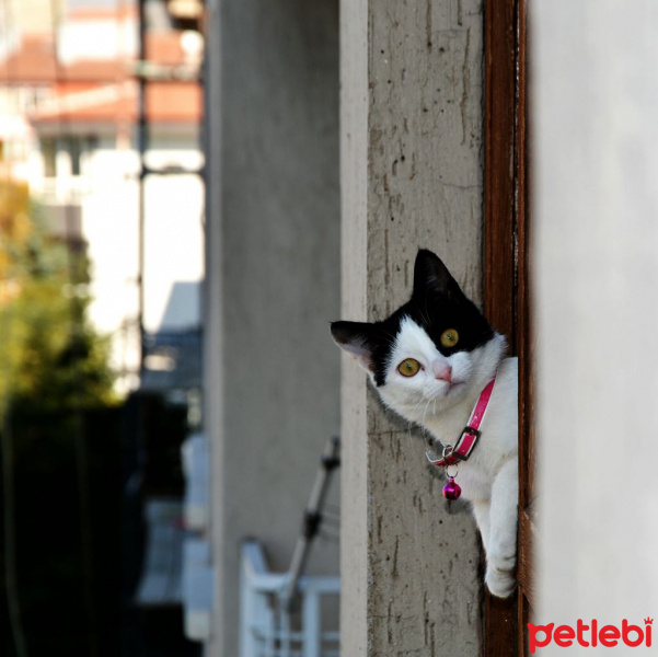 Tekir Kedi, Kedi  Şık fotoğrafı