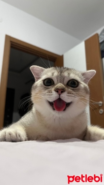 Scottish Fold, Kedi  Sütlaç fotoğrafı