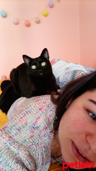 Tekir Kedi, Kedi  Luna fotoğrafı