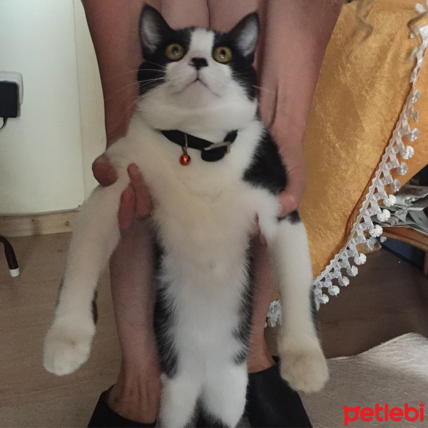Tekir Kedi, Kedi  Karam fotoğrafı