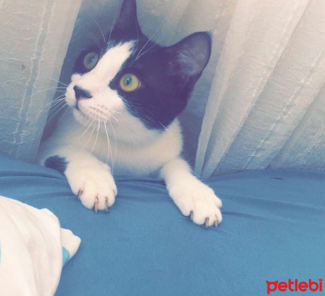 Tekir Kedi, Kedi  Karam fotoğrafı